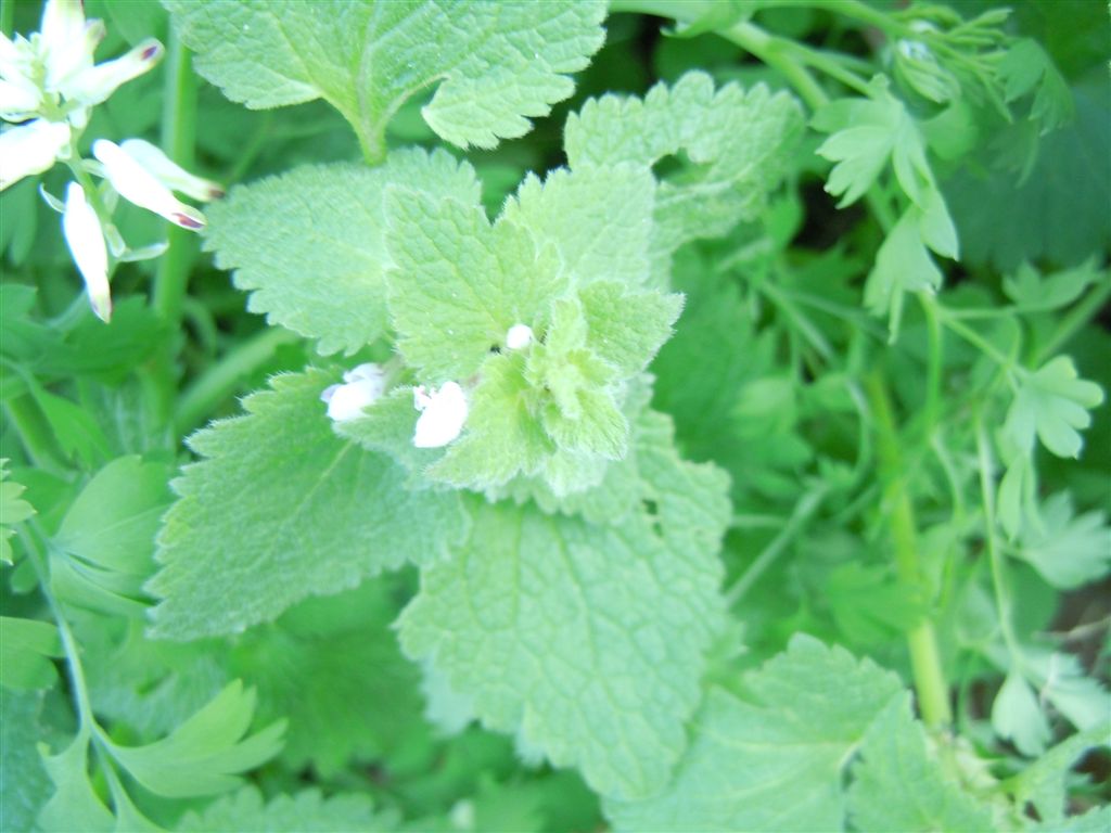 Fiorellini da identificare - Lamium purpureum